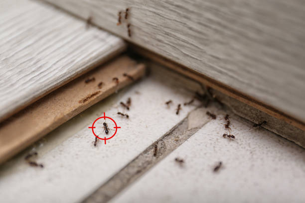 Best Termite Control Services  in Wmette, IL