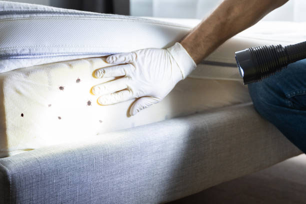 Reliable Wilmette, IL Pest Control Solutions